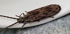 Tenomerga cinerea 86097257 by Heather Mazzaccaro. Used under a CC0 license.
