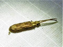 Tenomerga cinerea 91589530 by Annika Lindqvist. Used under a CC BY 4.0 license.