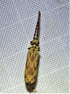 Tenomerga cinerea 91589532 by Annika Lindqvist. Used under a CC BY 4.0 license.