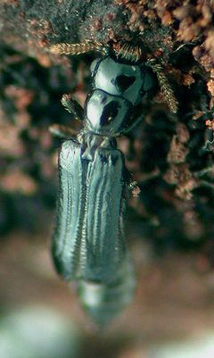 Micromalthus debilis by David R. Maddison. Used under a CC BY-SA 3.0 license.