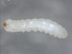 Micromalthus debilis larva by Daniel K. Young. Used under a CC BY 4.0 license.