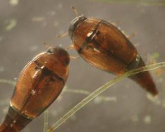 Hydroscapha natans01 by David R. Maddison. Used under a CC BY 2.5 license.