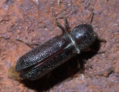 Amphicerus bicaudatus P1420557a by 
xpda. Used under a CC BY-SA 4.0 license.