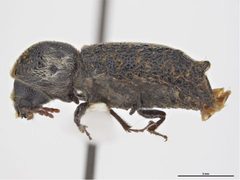 Amphicerus bimaculatus by Sarah McCaffrey, Museum Victoria. Used under a CC BY 3.0 au license.