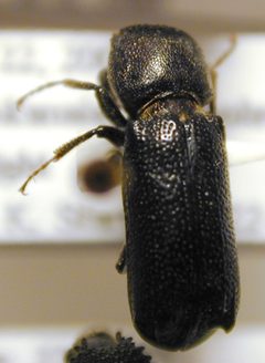 Starr 040606 0018 amphicerus cornutus by Forest &amp; Kim Starr (USGS). Used under a Public domain license.