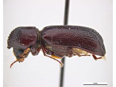 Amphicerus simplex by Clare McLellan, Museum Victoria. Used under a CC BY 3.0 au license.