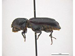Amphicerus teres by Clare McLellan, Museum Victoria. Used under a CC BY 3.0 au license.