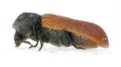Bostrichus capucinus side by Siga. Used under a CC BY-SA 3.0 license.