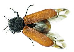 Bostrichus capucinus wing by Siga. Used under a CC BY-SA 3.0 license.