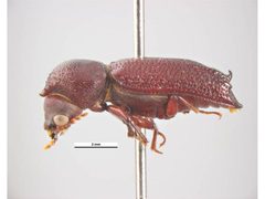 Heterobostrychus aequalis by Ken Walker, Museum Victoria. Used under a CC BY 3.0 au license.