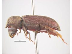 Heterobostrychus brunneus by Ken Walker, Museum Victoria. Used under a CC BY 3.0 au license.