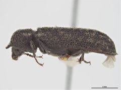 Lichenophanes armiger by Sarah McCaffrey, Museum Victoria. Used under a CC BY 3.0 au license.