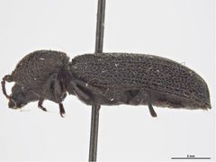 Lichenophanes californicus by Sarah McCaffrey, Museum Victoria. Used under a CC BY 3.0 au license.