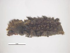 Lichenophanes fasciculatus by Ken Walker, Museum Victoria. Used under a CC BY 3.0 au license.