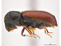 Micrapate dinoderoides by Clare McLellan, Museum Victoria. Used under a CC BY 3.0 au license.