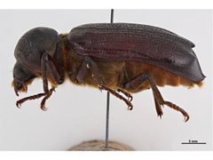 Dinapate wrightii by Sarah McCaffrey, Museum Victoria. Used under a CC BY 3.0 au license.