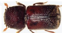 Sinoxylon anale by Wisut Sittichaya, Roger A. Beaver, Lan-Yu Liu, Aran Ngampongsai. Used under a CC BY 3.0 license.