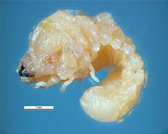 Sinoxylon anale larva by Ken Walker, Museum Victoria. Used under a CC BY 3.0 au license.