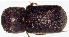 Sinoxylon unidentatum by Wisut Sittichaya, Roger A. Beaver, Lan-Yu Liu, Aran Ngampongsai. Used under a CC BY 3.0 license.
