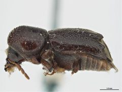 Dendrobiella sericans by Sarah McCaffrey, Museum Victoria. Used under a CC BY 3.0 au license.