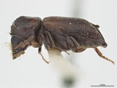 Scobicia bidentata by Sarah McCaffrey, Museum Victoria. Used under a CC BY 3.0 au license.