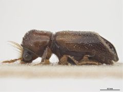 Scobicia chevrieri by Sarah McCaffrey, Museum Victoria. Used under a CC BY 3.0 au license.