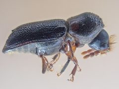 Leadcable Borer imported from iNaturalist photo 135913181 on 16 March 2024 by (c) Chloe and Trevor Van Loon, some rights reserved (CC BY). Used under a CC BY 4.0 license.