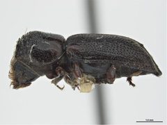 Scobicia declivis by Sarah McCaffrey, Museum Victoria. Used under a CC BY 3.0 au license.