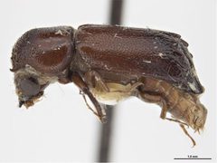 Tetrapriocera longicornis by Sarah McCaffrey, Museum Victoria. Used under a CC BY 3.0 au license.