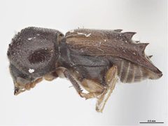 Xylobiops sextuberculatus by Sarah McCaffrey, Museum Victoria. Used under a CC BY 3.0 au license.