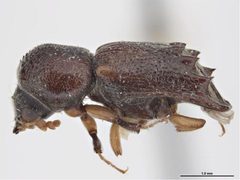Xylobiops texanus by Sarah McCaffrey, Museum Victoria. Used under a CC BY 3.0 au license.