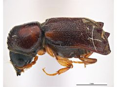 Xyloblaptus quadrispinosus by Clare McLellan, Museum Victoria. Used under a CC BY 3.0 au license.