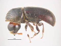 Dinoderus japonicus by Simon Hinkley &amp; Ken Walker, Museum Victoria. Used under a CC BY 3.0 au license.