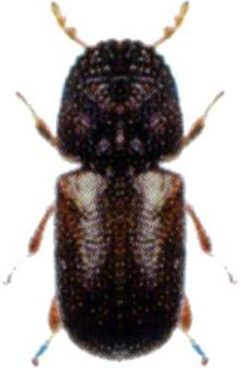 Dinoderus minutus cain1371 by No author cited. Used under a Public domain license.