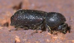 Prostephanus punctatus P1370370a by
xpda. Used under a CC BY-SA 4.0 license.