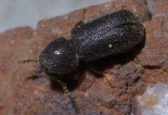 Prostephanus punctatus P1390659a by
xpda. Used under a CC BY-SA 4.0 license.