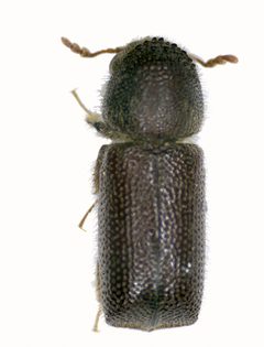 CSIRO ScienceImage 11056 Prostephanus truncatus Larger grain borer by division, CSIRO. Used under a CC BY 3.0 license.