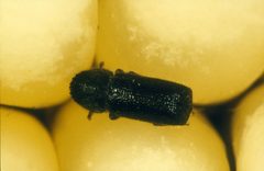 CSIRO ScienceImage 2756 Larger grain borer Prostephanus truncatus by division, CSIRO. Used under a CC BY 3.0 license.