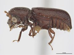 Prostephanus truncatus by Sarah McCaffrey, Museum Victoria. Used under a CC BY 3.0 au license.