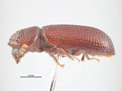 Rhyzopertha dominica by Simon Hinkley &amp; Ken Walker, Museum Victoria. Used under a CC BY 3.0 au license.