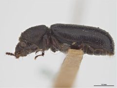 Stephanopachys cribratus by Sarah McCaffey, Museum Victoria. Used under a CC BY 3.0 au license.