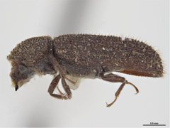 Stephanopachys rugosus by Sarah McCaffrey, Museum Victoria. Used under a CC BY 3.0 au license.