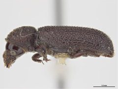 Stephanopachys substriatus by Sarah McCaffrey, Museum Victoria. Used under a CC BY 3.0 au license.