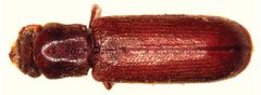 Lyctus africanus by Wisut Sittichaya, Roger A. Beaver, Lan-Yu Liu, Aran Ngampongsai. Used under a CC BY 3.0 license.