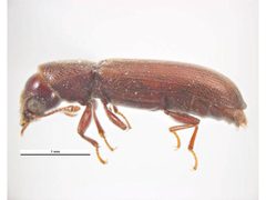 Lyctus africanus lateral by Ken Walker, Museum Victoria. Used under a CC BY 3.0 au license.