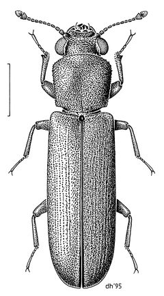COLE Bostrichidae Lyctus brunneus by Desmond W. Helmore
. Used under a CC BY 4.0 license.