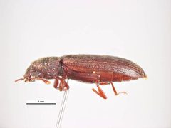 Lyctus carbonarius by Simon Hinkley &amp; Ken Walker, Museum Victoria. Used under a CC BY 3.0 au license.