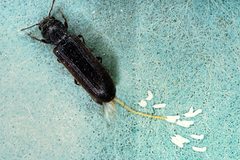 Lyctus planicollis by USDA Forest Service Archive. Used under a CC BY-SA 3.0 license.