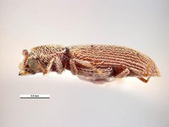 Lyctus caribeanus by Simon Hinkley & Ken Walker, Museum Victoria. Used under a CC BY 3.0 au license.