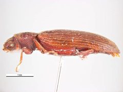 Lyctus cavicollis by Simon Hinkley &amp; Ken Walker, Museum Victoria. Used under a CC BY 3.0 au license.